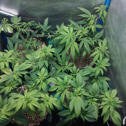 3er ciclo / desflash - apple cookies growlog timeline photo