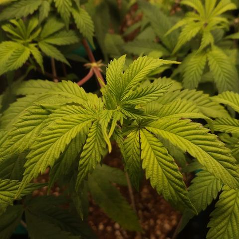 3er ciclo / desflash - apple cookies growlog timeline photo