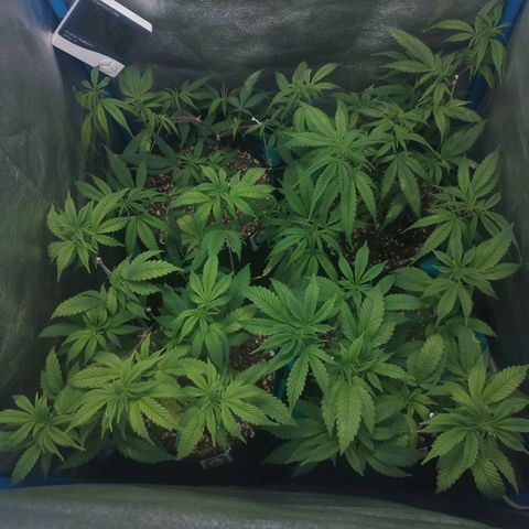 3er ciclo / desflash - apple cookies growlog timeline photo