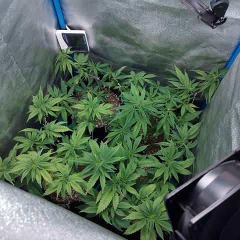 3er ciclo / desflash - apple cookies growlog timeline photo