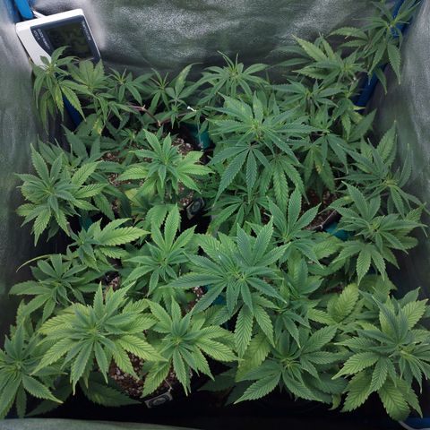 3er ciclo / desflash - apple cookies growlog timeline photo