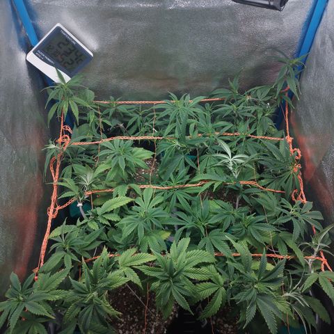 3er ciclo / desflash - apple cookies growlog timeline photo