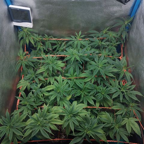 3er ciclo / desflash - apple cookies growlog timeline photo
