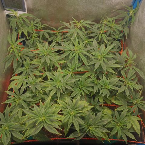 3er ciclo / desflash - apple cookies growlog timeline photo