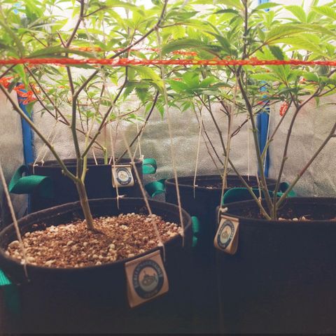 3er ciclo / desflash - apple cookies growlog timeline photo