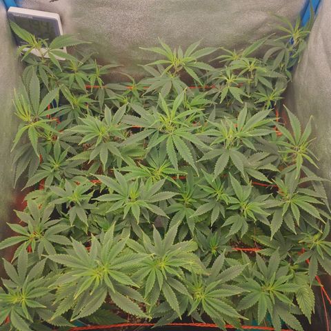 3er ciclo / desflash - apple cookies growlog timeline photo