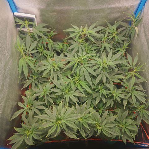 3er ciclo / desflash - apple cookies growlog timeline photo