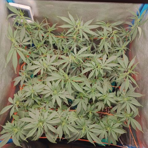 3er ciclo / desflash - apple cookies growlog timeline photo