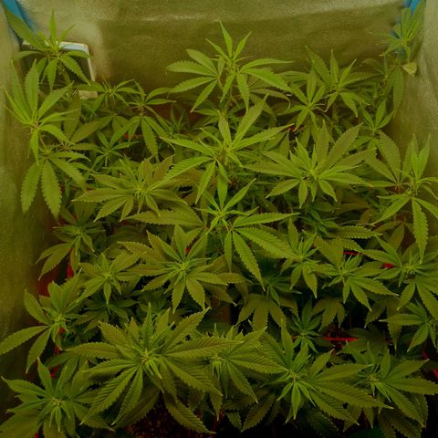 3er ciclo / desflash - apple cookies growlog timeline photo