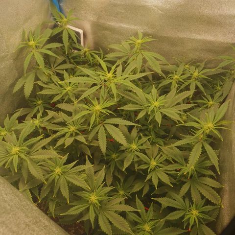 3er ciclo / desflash - apple cookies growlog timeline photo