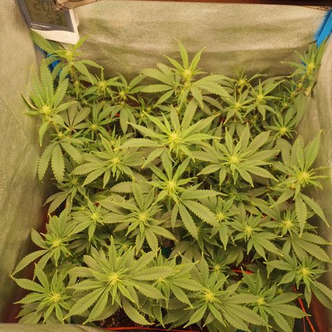 3er ciclo / desflash - apple cookies growlog timeline photo
