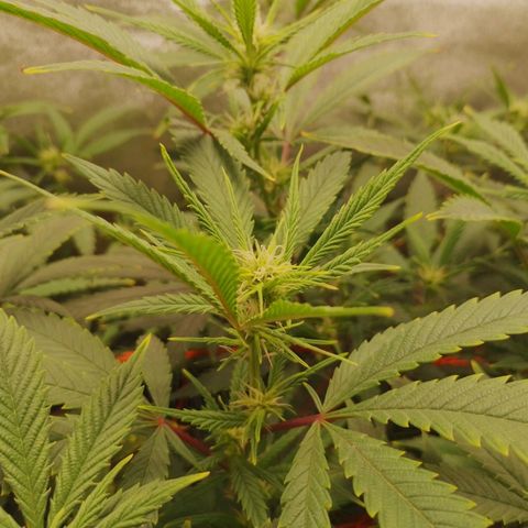 3er ciclo / desflash - apple cookies growlog timeline photo