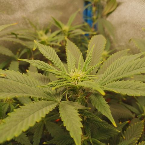 3er ciclo / desflash - apple cookies growlog timeline photo