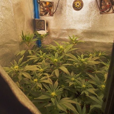 3er ciclo / desflash - apple cookies growlog timeline photo