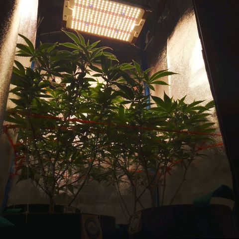 3er ciclo / desflash - apple cookies growlog timeline photo