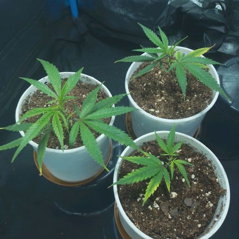 4to ciclo / desflash - apple cookies growlog timeline photo
