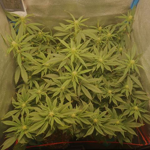 3er ciclo / desflash - apple cookies growlog timeline photo