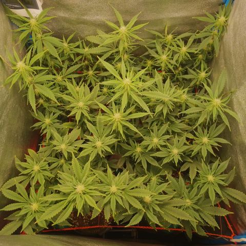 3er ciclo / desflash - apple cookies growlog timeline photo