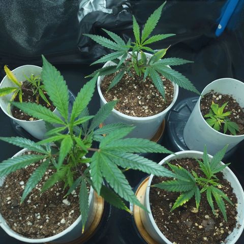 4to ciclo / desflash - apple cookies growlog timeline photo