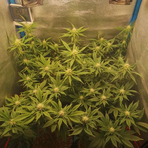 3er ciclo / desflash - apple cookies growlog timeline photo