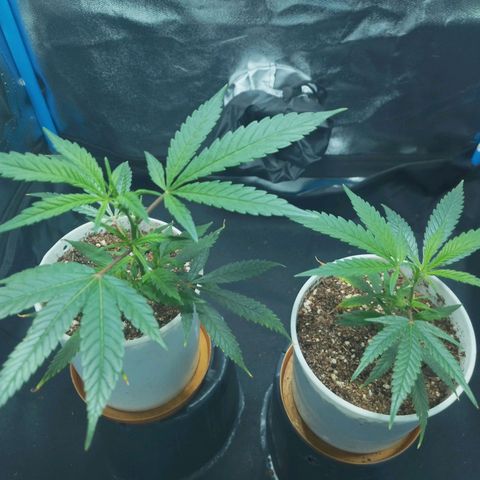 4to ciclo / desflash - apple cookies growlog timeline photo