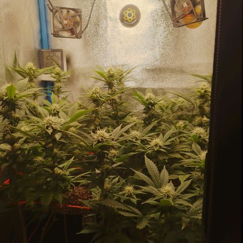 3er ciclo / desflash - apple cookies growlog timeline photo