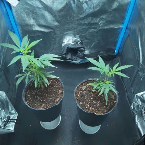 4to ciclo / desflash - apple cookies growlog timeline photo