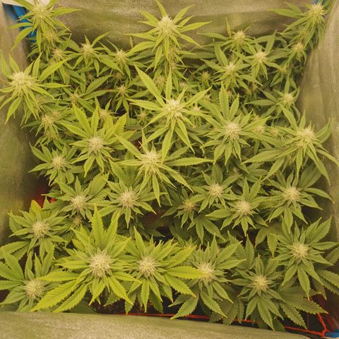3er ciclo / desflash - apple cookies growlog timeline photo