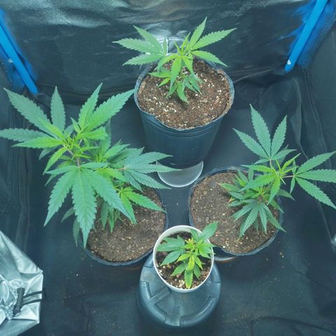 4to ciclo / desflash - apple cookies growlog timeline photo