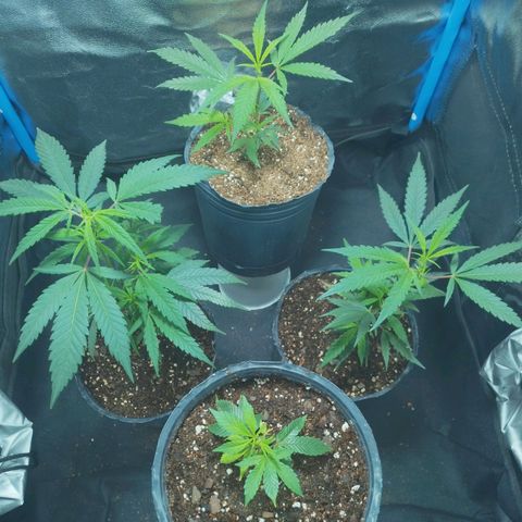 4to ciclo / desflash - apple cookies growlog timeline photo