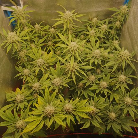 3er ciclo / desflash - apple cookies growlog timeline photo