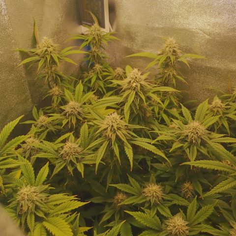 3er ciclo / desflash - apple cookies growlog timeline photo