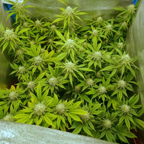 3er ciclo / desflash - apple cookies growlog timeline photo