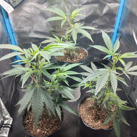 4to ciclo / desflash - apple cookies growlog timeline photo