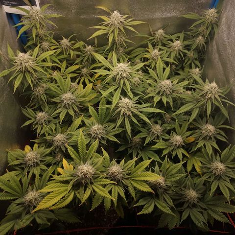 3er ciclo / desflash - apple cookies growlog timeline photo