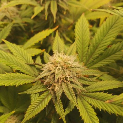 3er ciclo / desflash - apple cookies growlog timeline photo