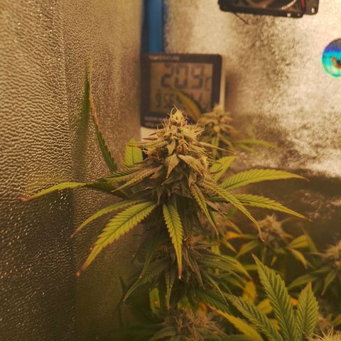 3er ciclo / desflash - apple cookies growlog timeline photo