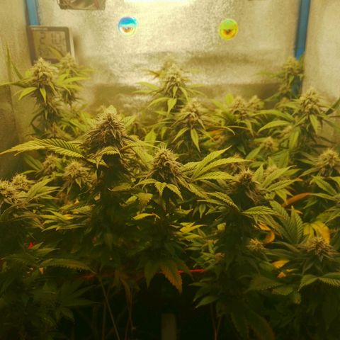 3er ciclo / desflash - apple cookies growlog timeline photo