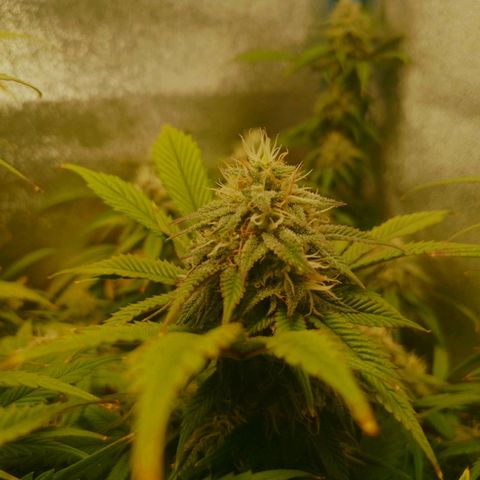 3er ciclo / desflash - apple cookies growlog timeline photo