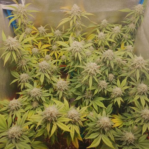 3er ciclo / desflash - apple cookies growlog timeline photo