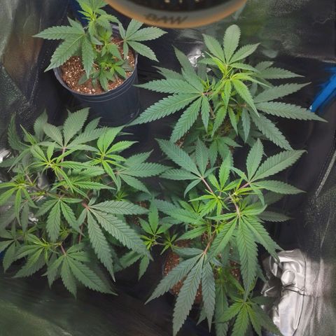 4to ciclo / desflash - apple cookies growlog timeline photo