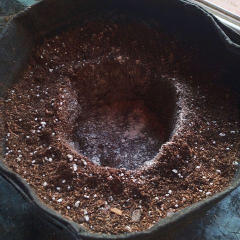 4to ciclo / desflash - apple cookies growlog timeline photo