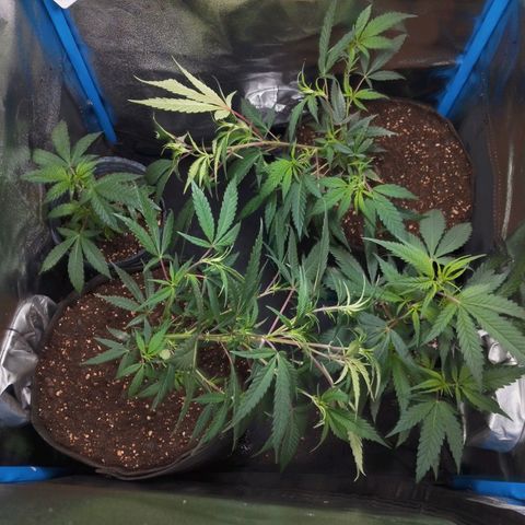 4to ciclo / desflash - apple cookies growlog timeline photo