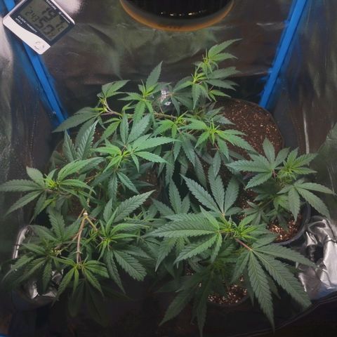 4to ciclo / desflash - apple cookies growlog timeline photo