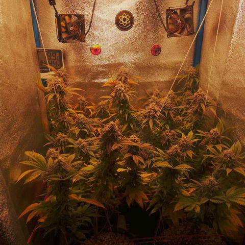 3er ciclo / desflash - apple cookies growlog timeline photo