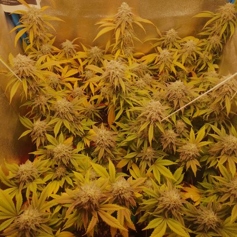 3er ciclo / desflash - apple cookies growlog timeline photo