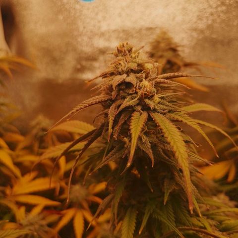 3er ciclo / desflash - apple cookies growlog timeline photo