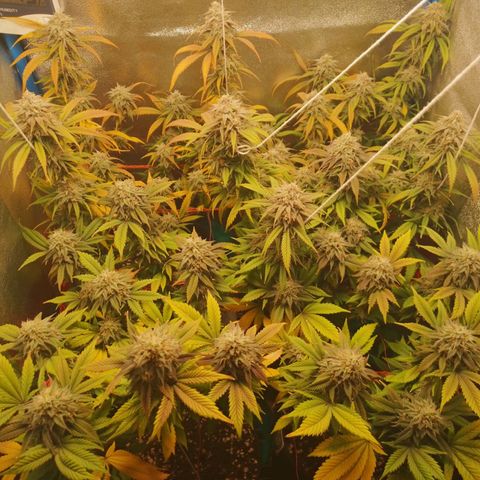 3er ciclo / desflash - apple cookies growlog timeline photo