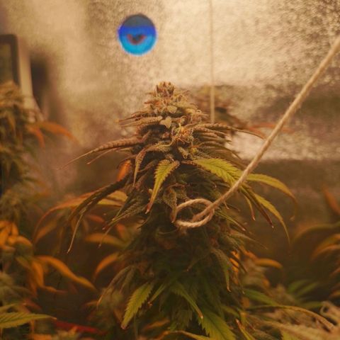 3er ciclo / desflash - apple cookies growlog timeline photo