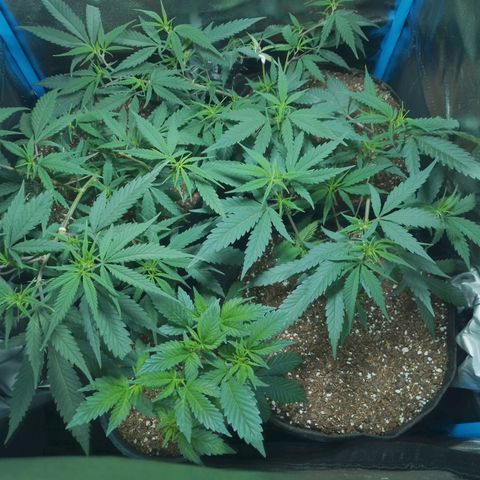 4to ciclo / desflash - apple cookies growlog timeline photo